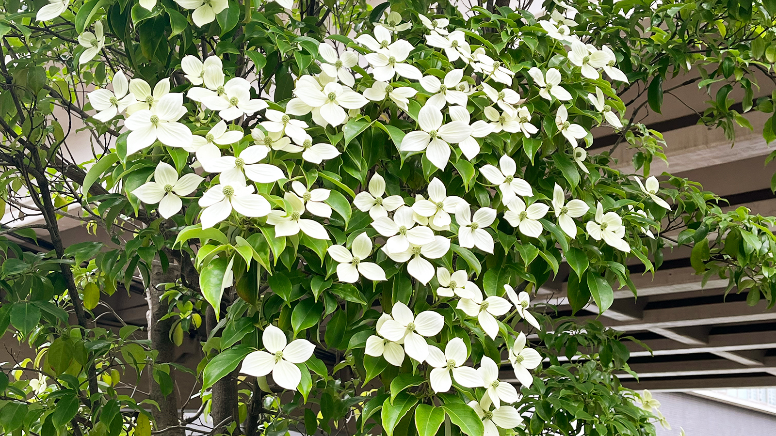 ヤマボウシの花