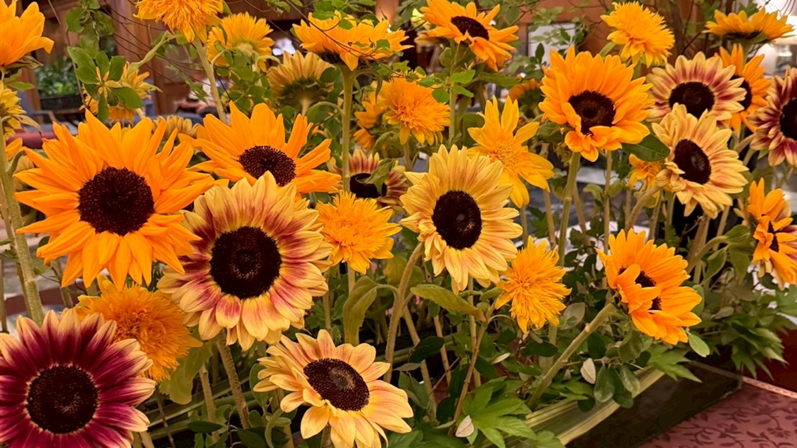 ヒマワリの花