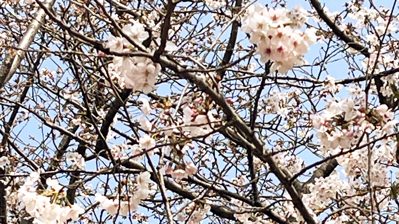 アオバの森公園の満開の桜