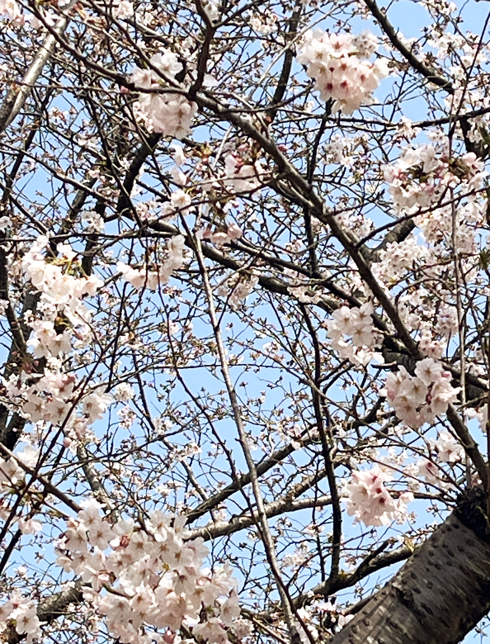 アオバの森公園の満開の桜