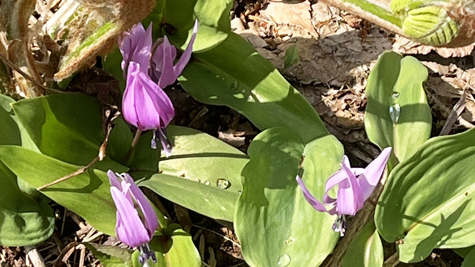 カタクリの花